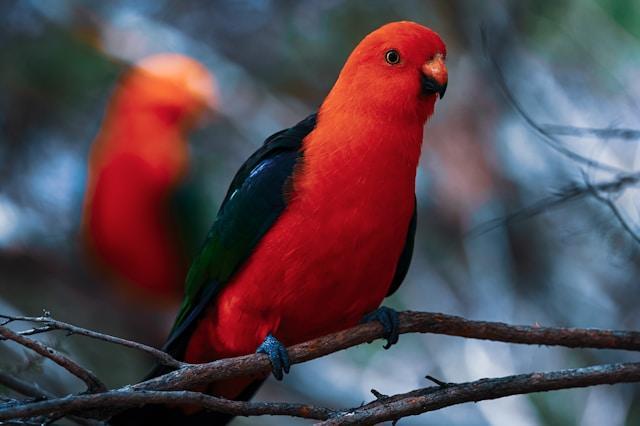 Lamington National Park.jpg
